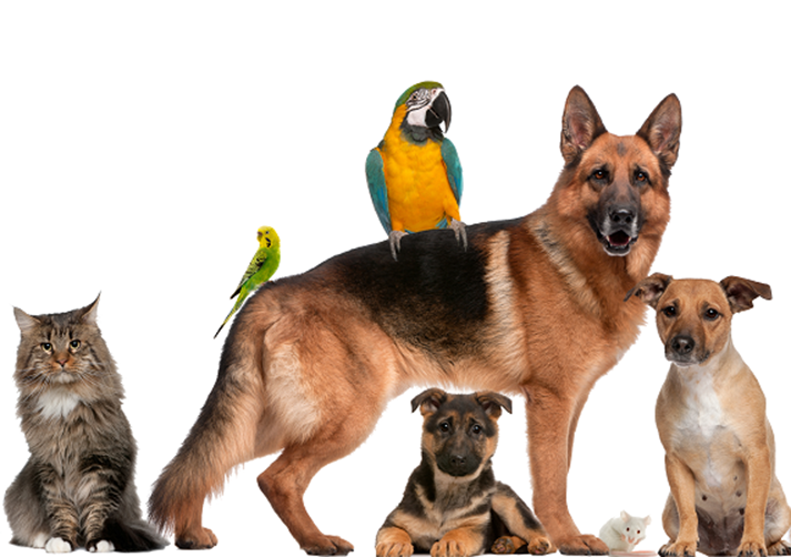 dogs, cats, birds